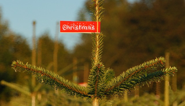 sapin de Noël naturel